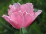 tulipe-copie.w.jpg